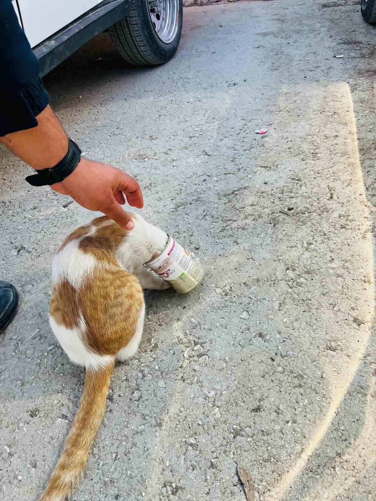 Yaramaz kedi, kafasını konserve kutusuna sıkıştırdı
