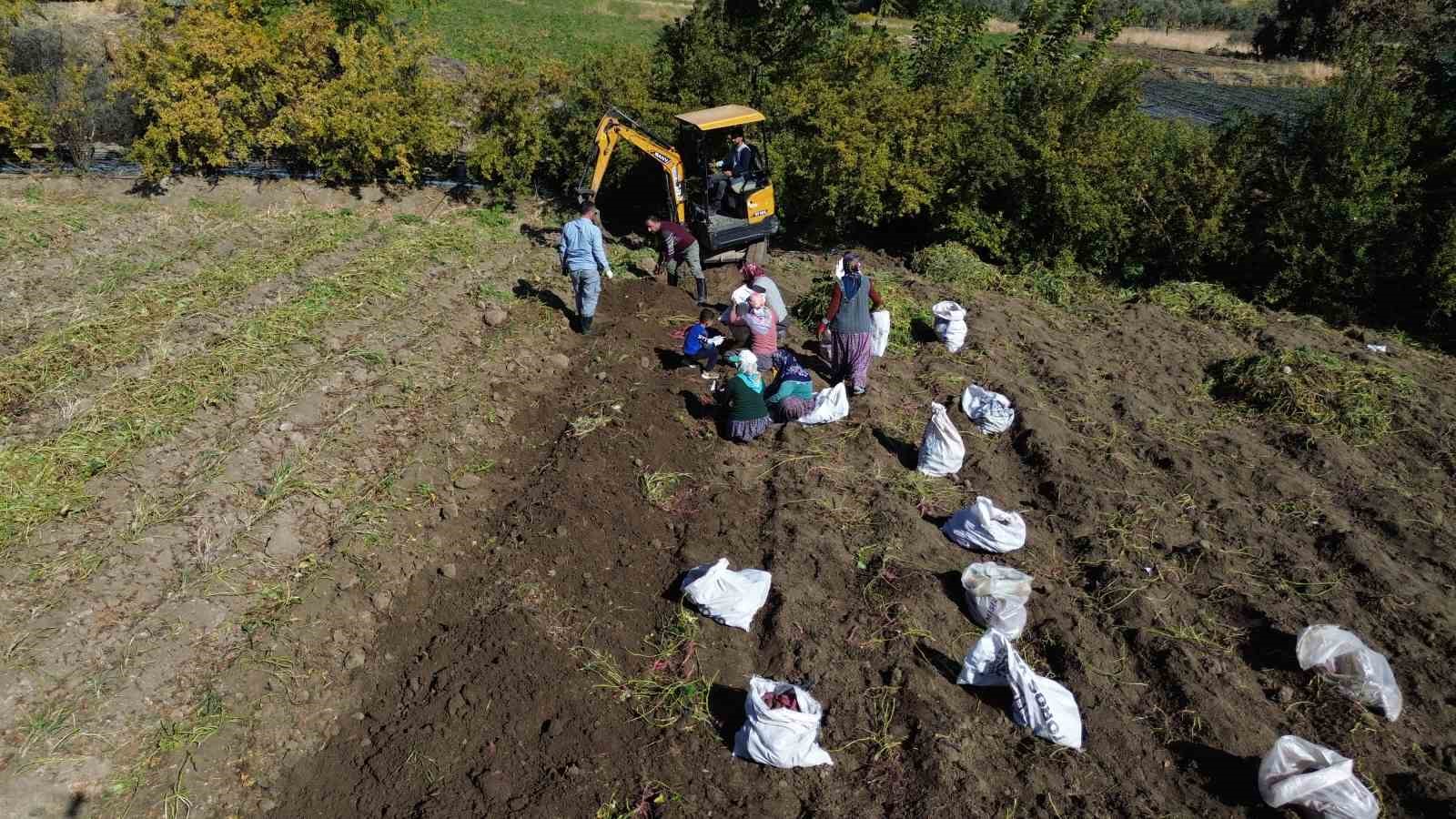 Ezberlerdeki patates algısını bozan tatlı patateste hasat zamanı
