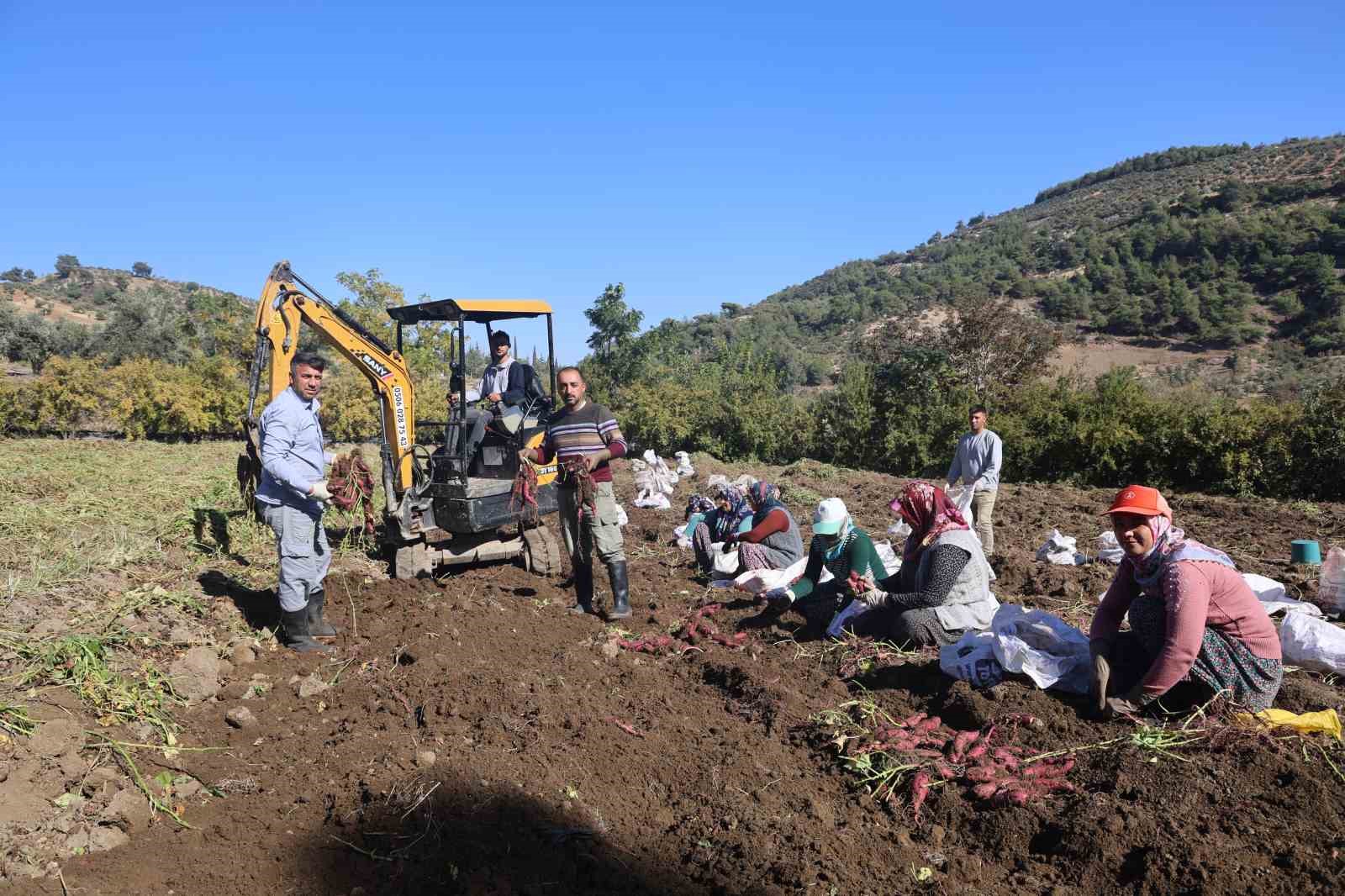 Ezberlerdeki patates algısını bozan tatlı patateste hasat zamanı
