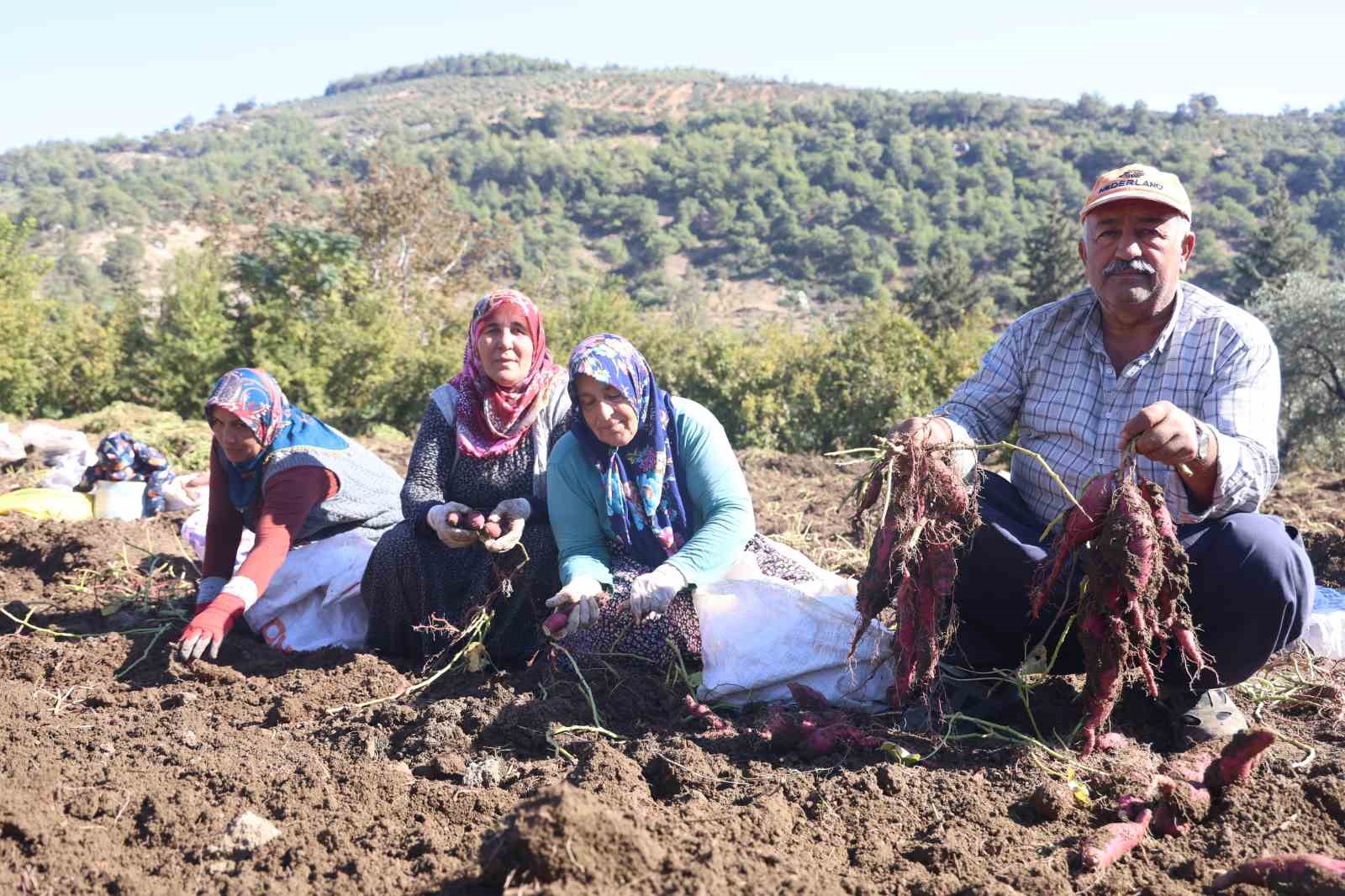 Ezberlerdeki patates algısını bozan tatlı patateste hasat zamanı
