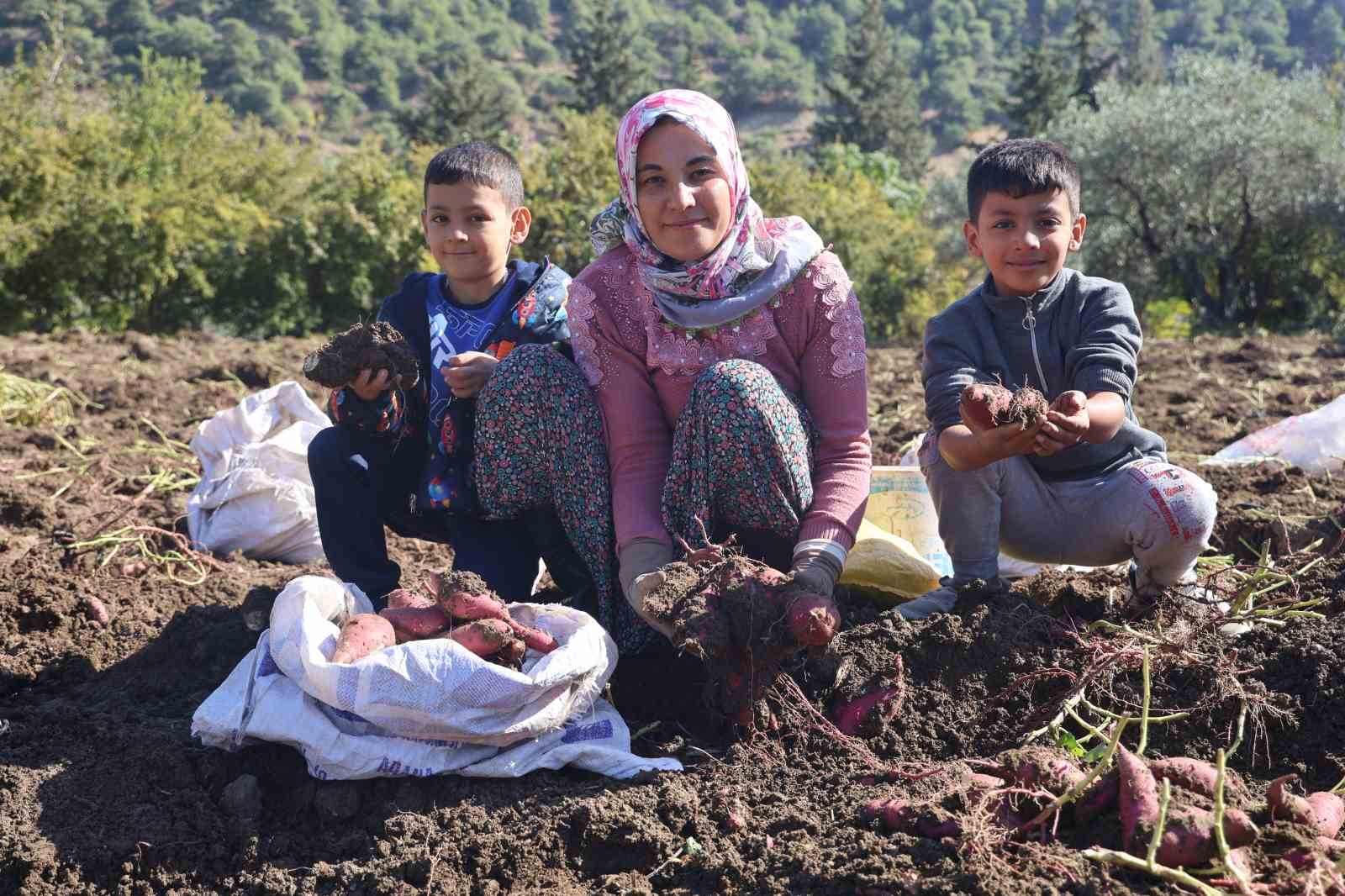 Ezberlerdeki patates algısını bozan tatlı patateste hasat zamanı
