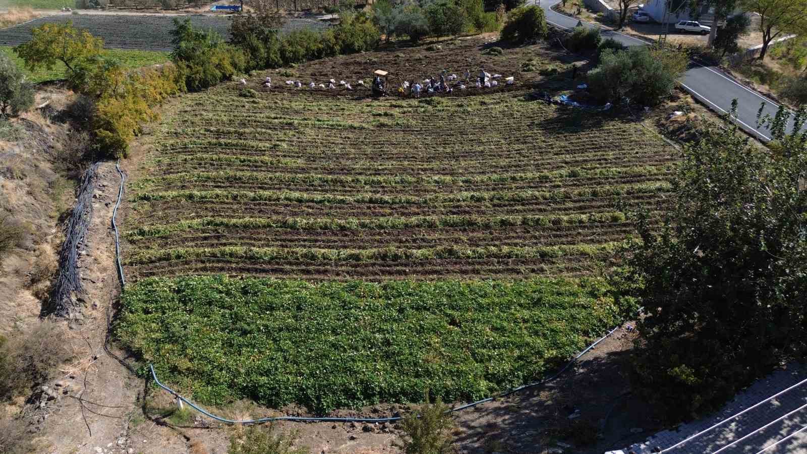 Ezberlerdeki patates algısını bozan tatlı patateste hasat zamanı
