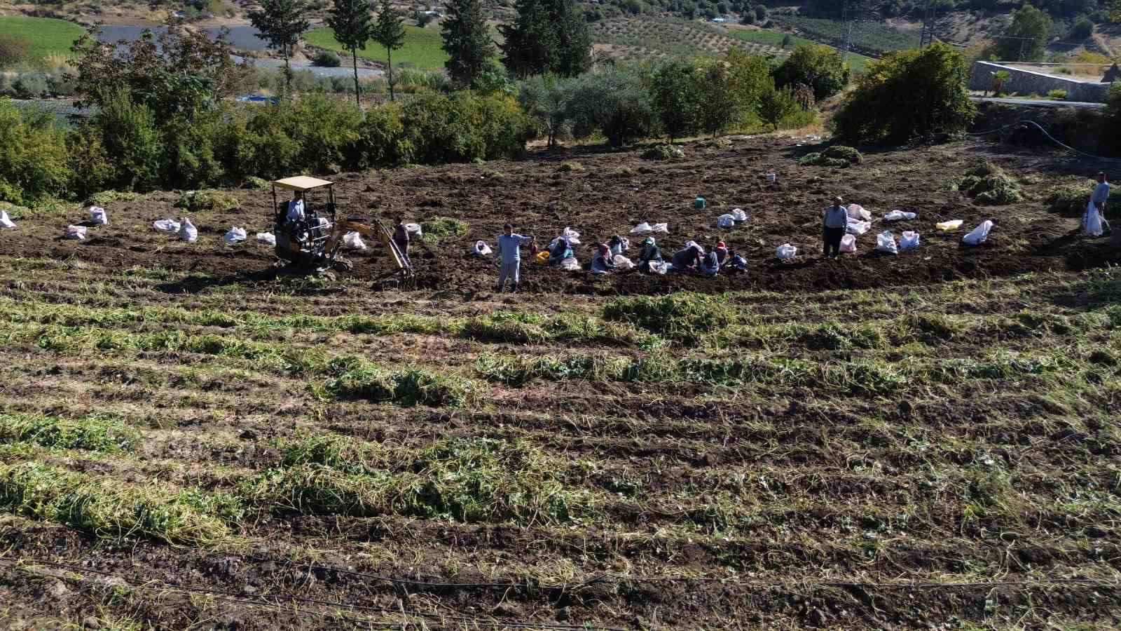 Ezberlerdeki patates algısını bozan tatlı patateste hasat zamanı
