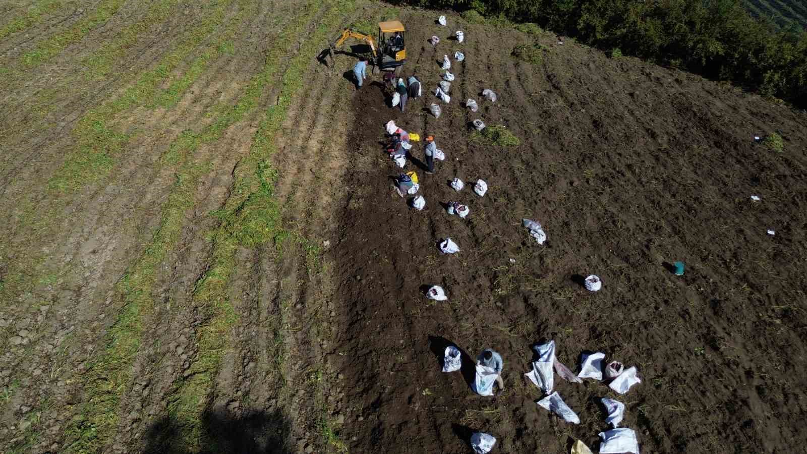 Ezberlerdeki patates algısını bozan tatlı patateste hasat zamanı
