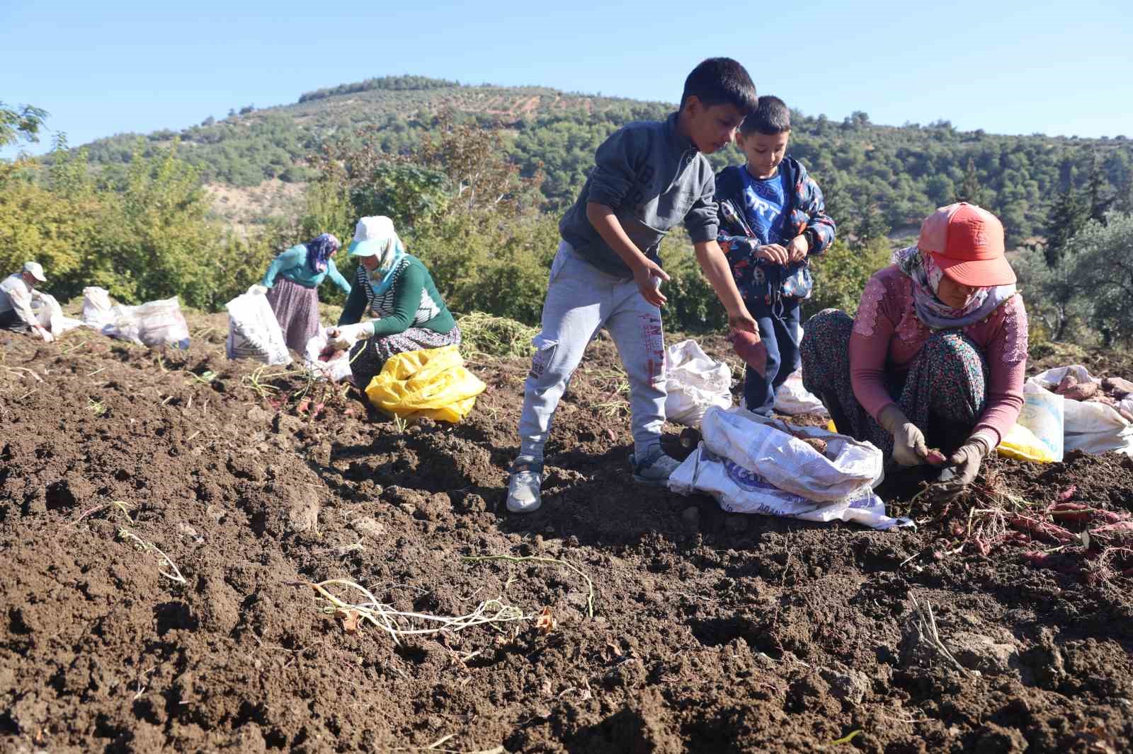 Ezberlerdeki patates algısını bozan tatlı patateste hasat zamanı
