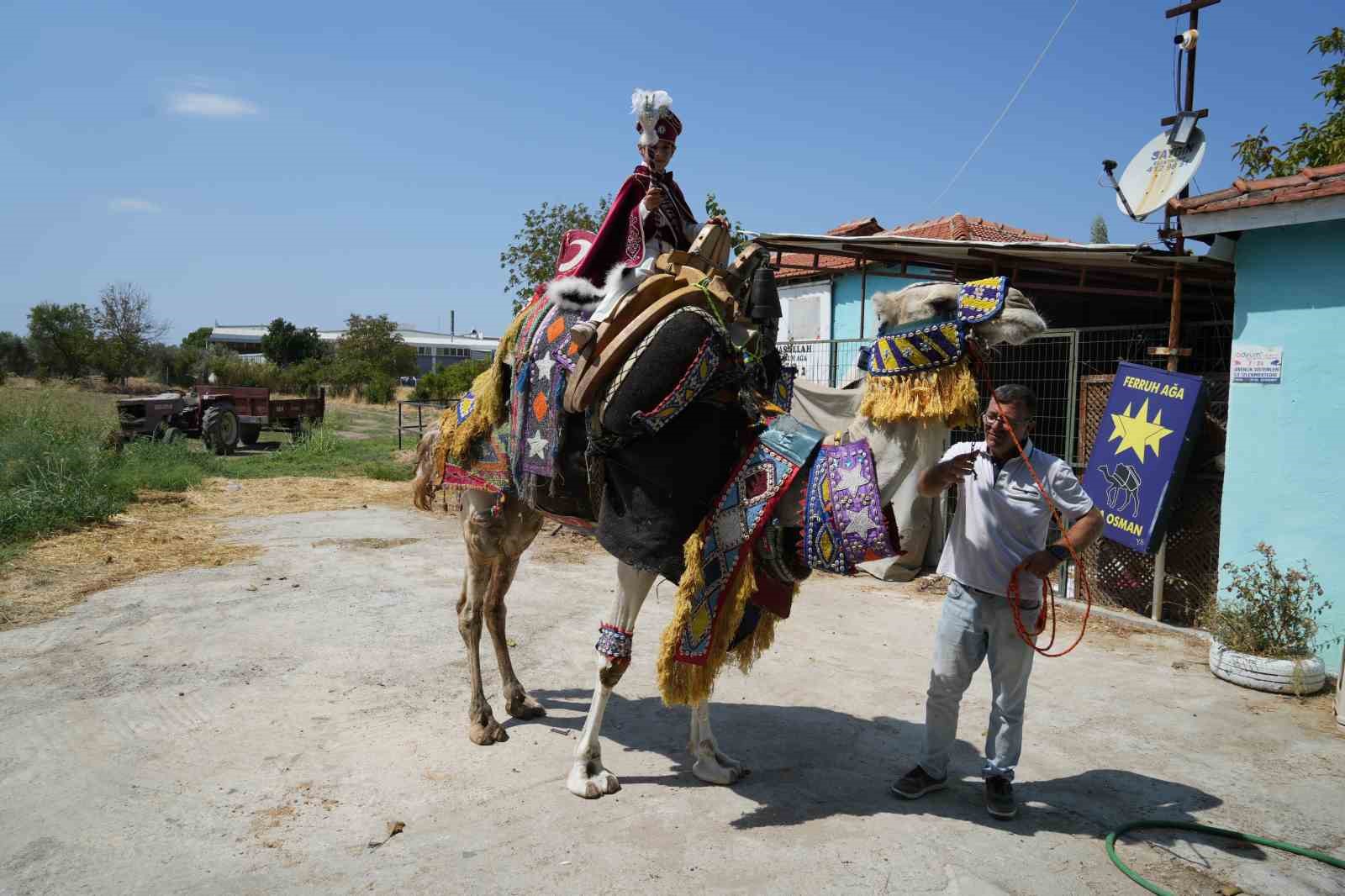 Milyonluk lüks araba ile değil milyonluk güreş devesi ile sünnet konvoyu
