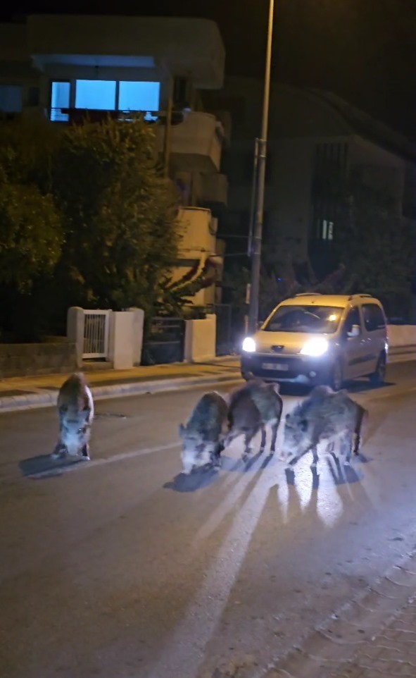 Marmaris’te yaban domuzları, cadde ve sokakları istila etmeye başladı
