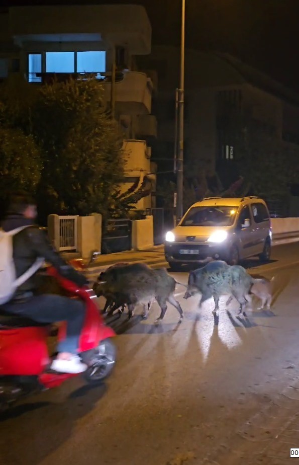 Marmaris’te yaban domuzları, cadde ve sokakları istila etmeye başladı
