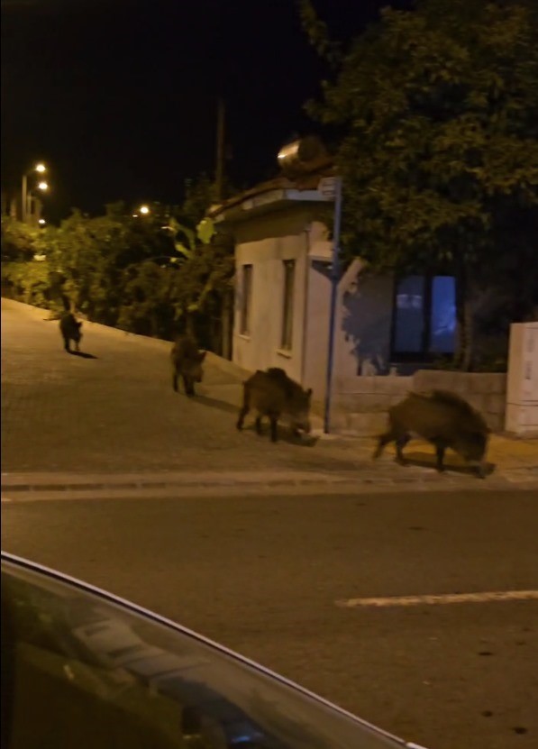 Marmaris’te yaban domuzları, cadde ve sokakları istila etmeye başladı
