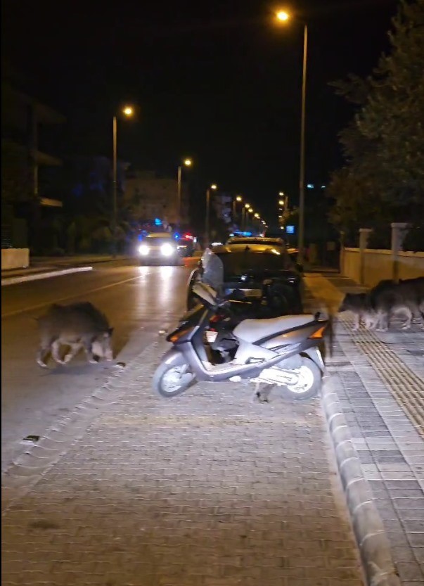 Marmaris’te yaban domuzları, cadde ve sokakları istila etmeye başladı
