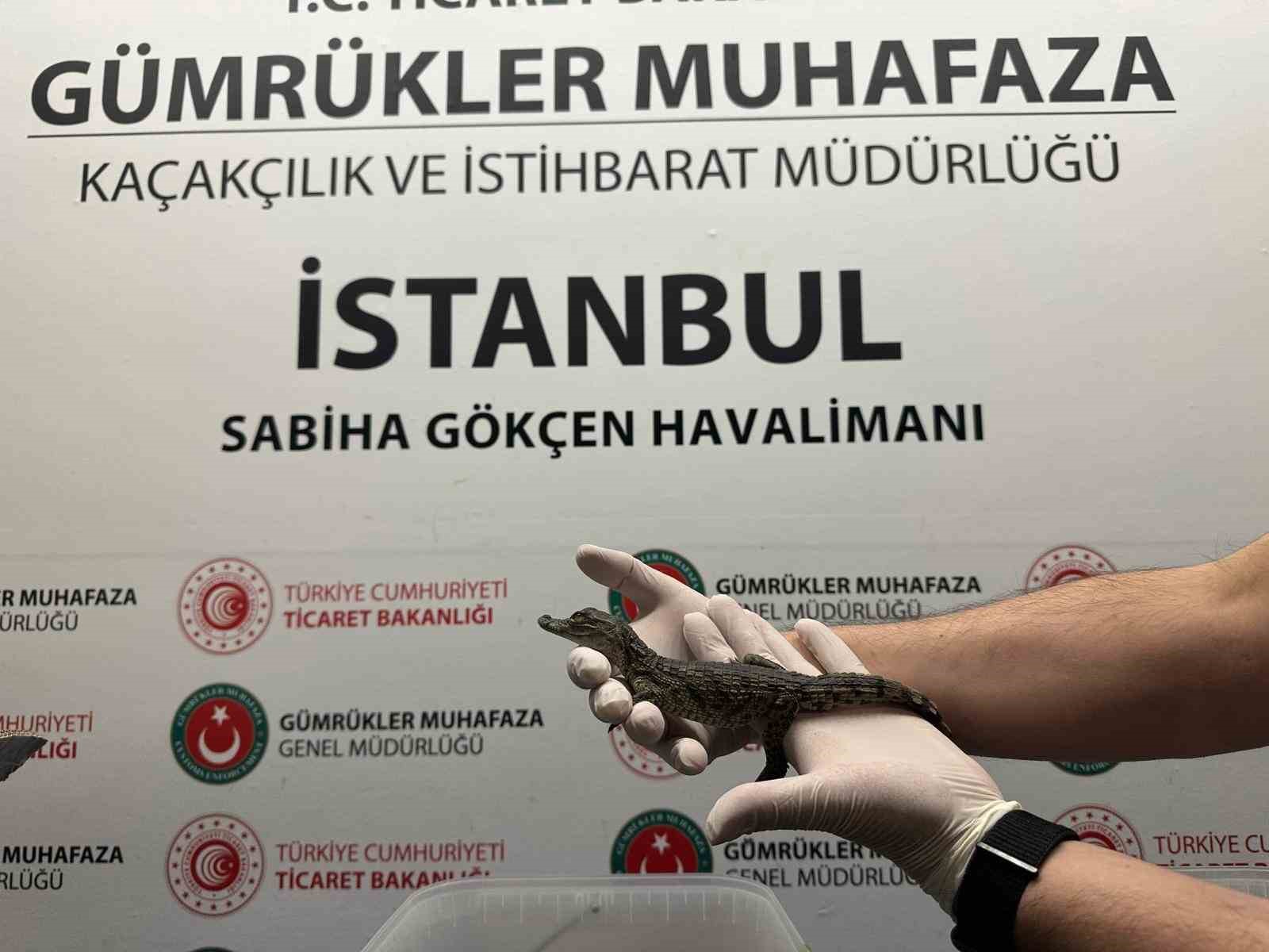 Gümrük Muhafaza ekipleri canlı hayvan kaçakçılığına engel oldu
