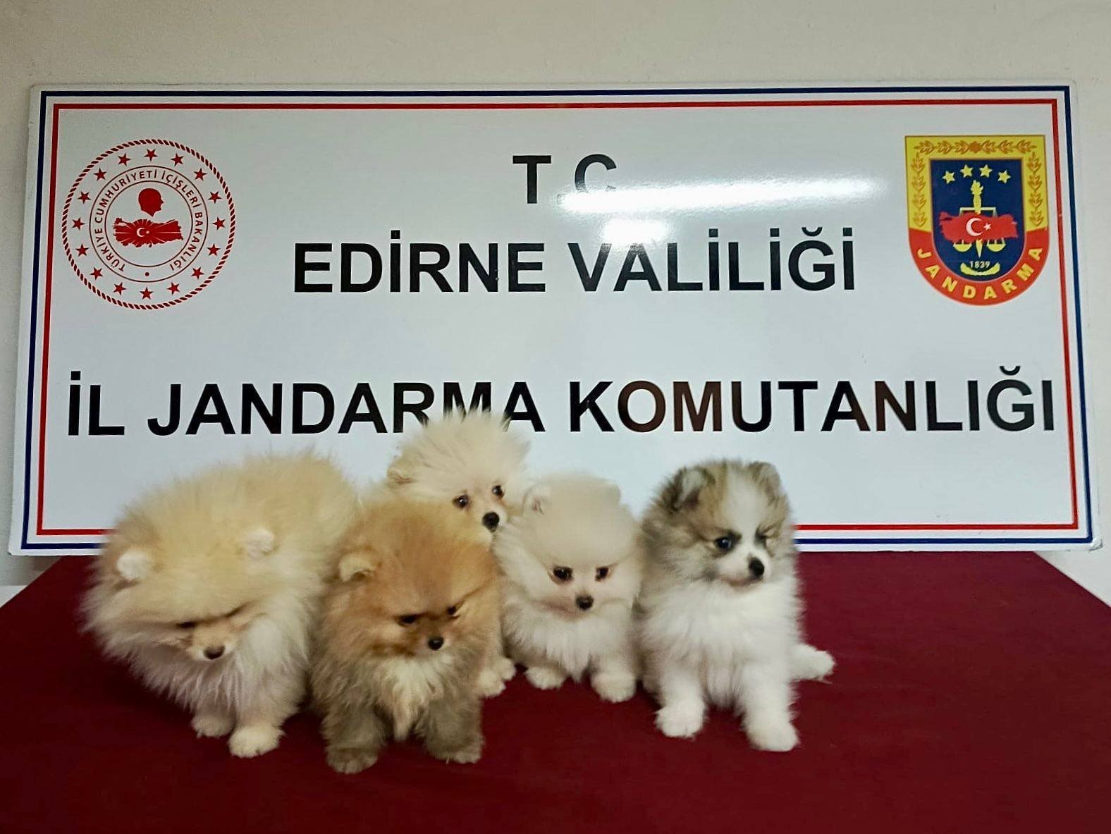 Cins köpekler jandarmayı geçemedi
