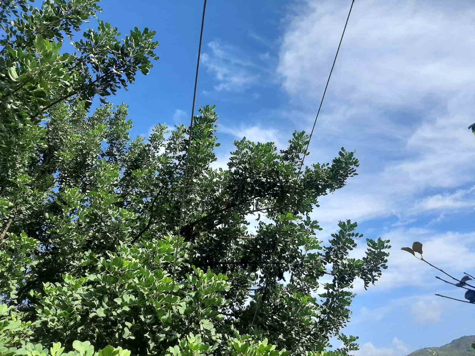 Antalya’da ağaç dalları arasından giden elektrik hattı tedirginliği
