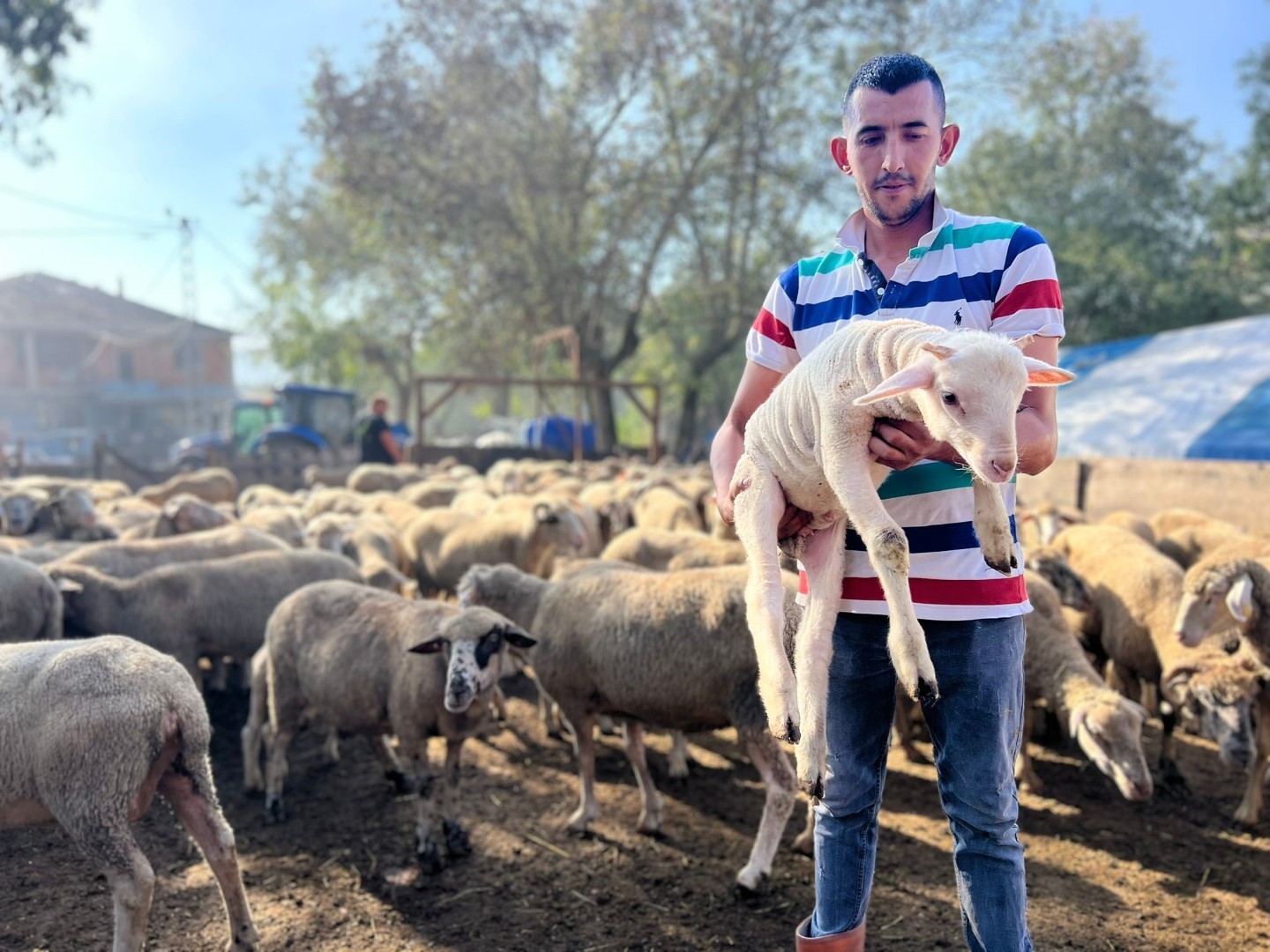 Bu destekle ağıllar yeni doğan kuzularla şenlendi
