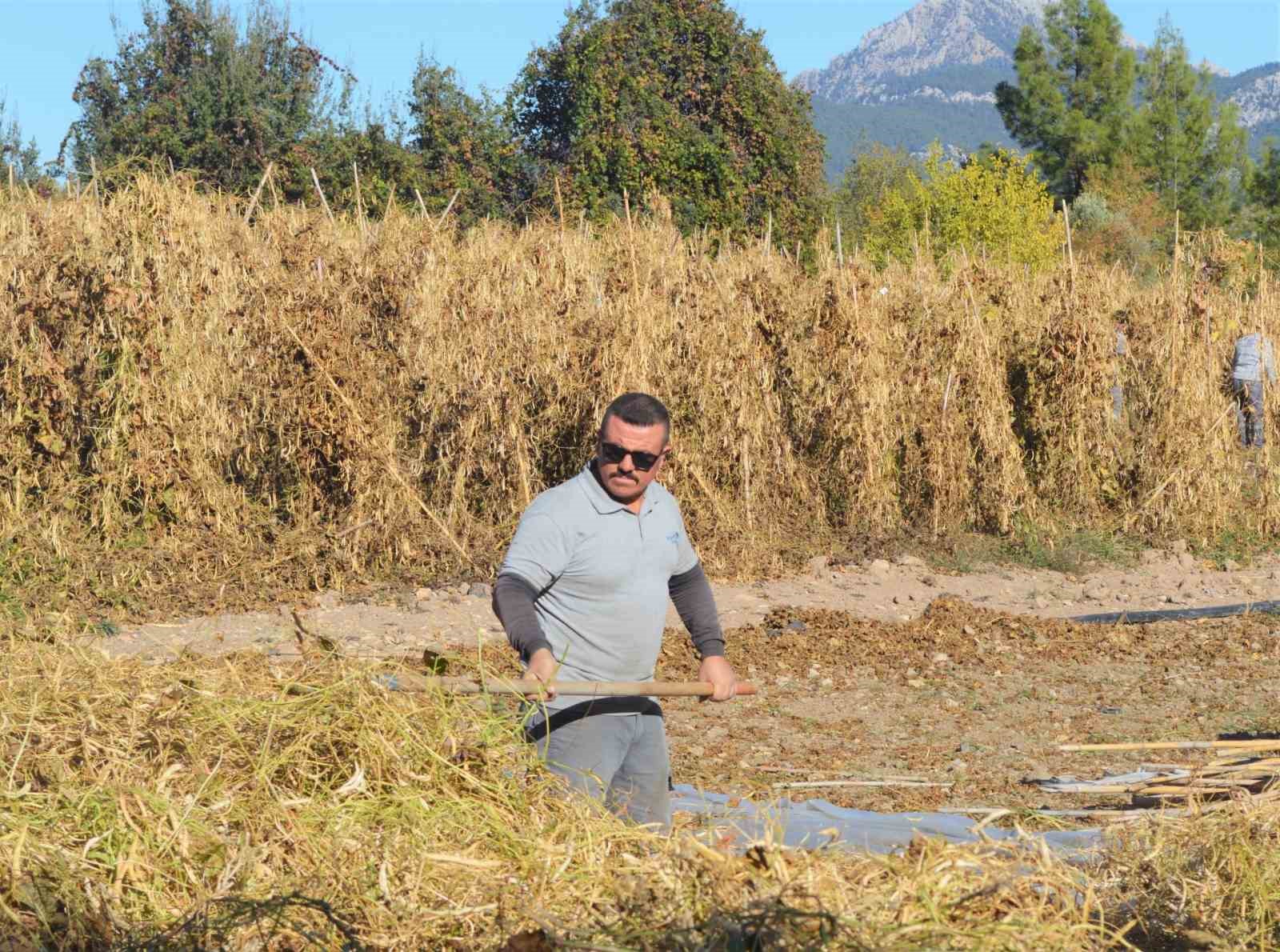 Çandır fasulyesinin hasat zamanı
