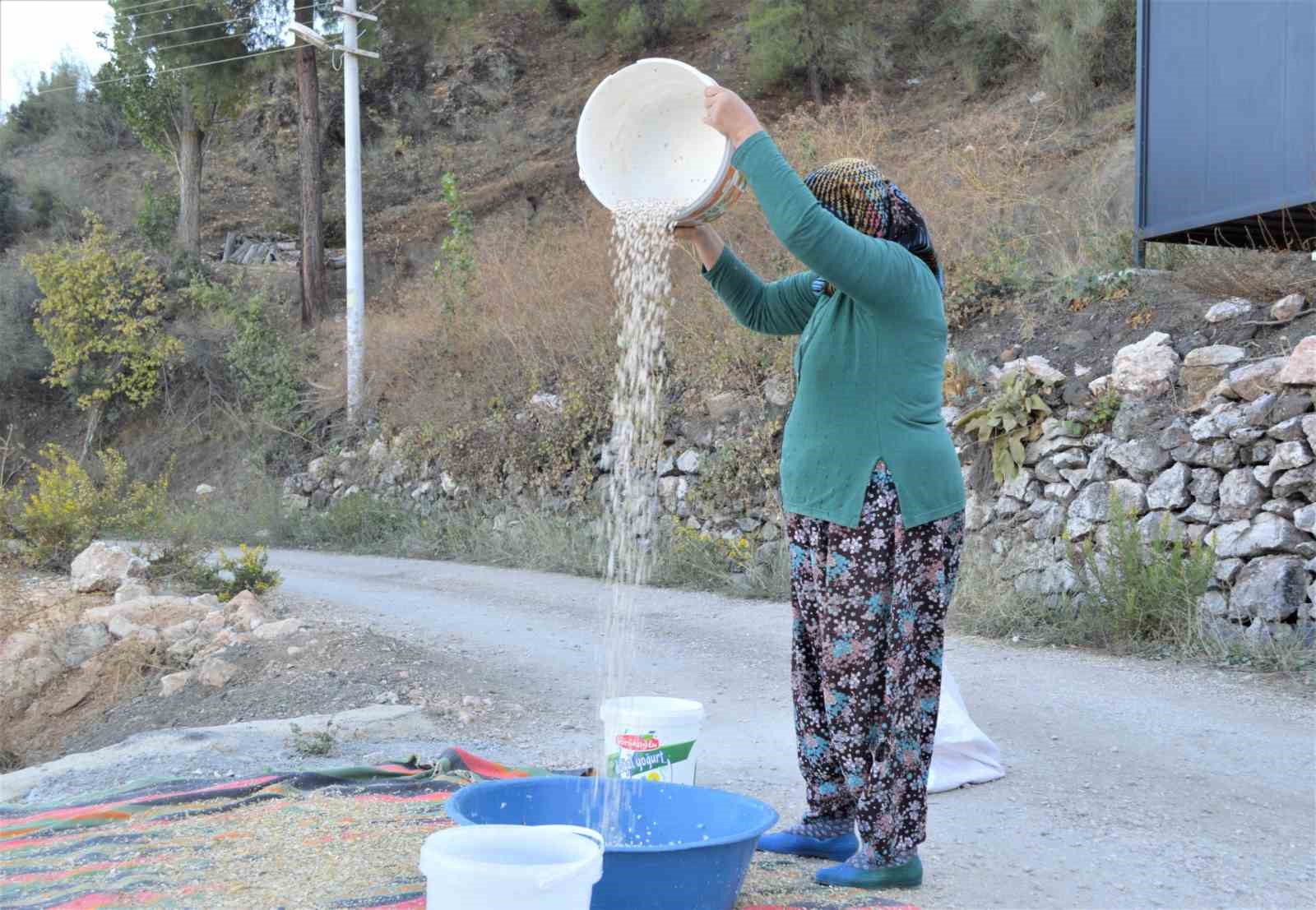 Çandır fasulyesinin hasat zamanı
