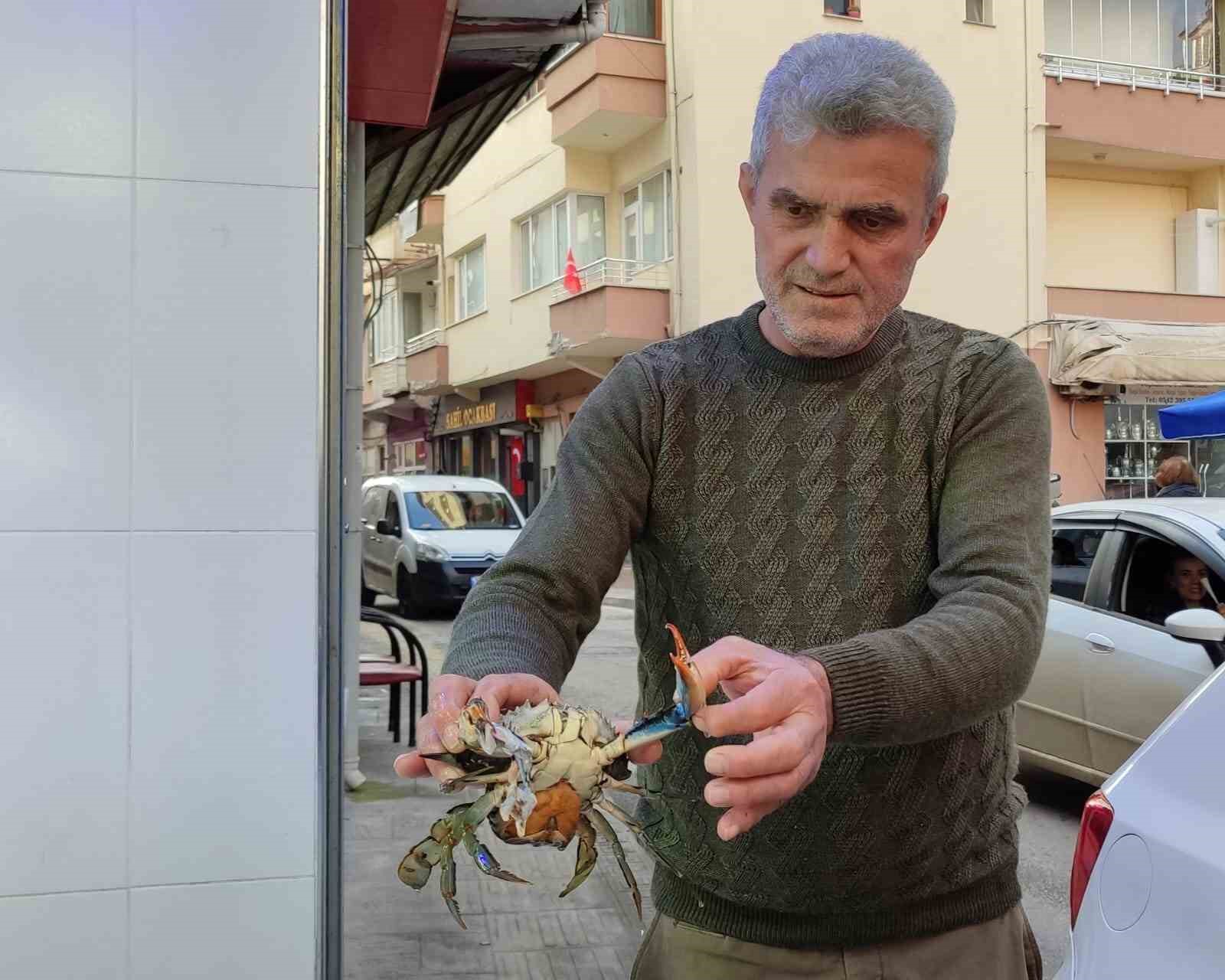 Sinop’ta nadir görülen mavi yengeç ağa takıldı
