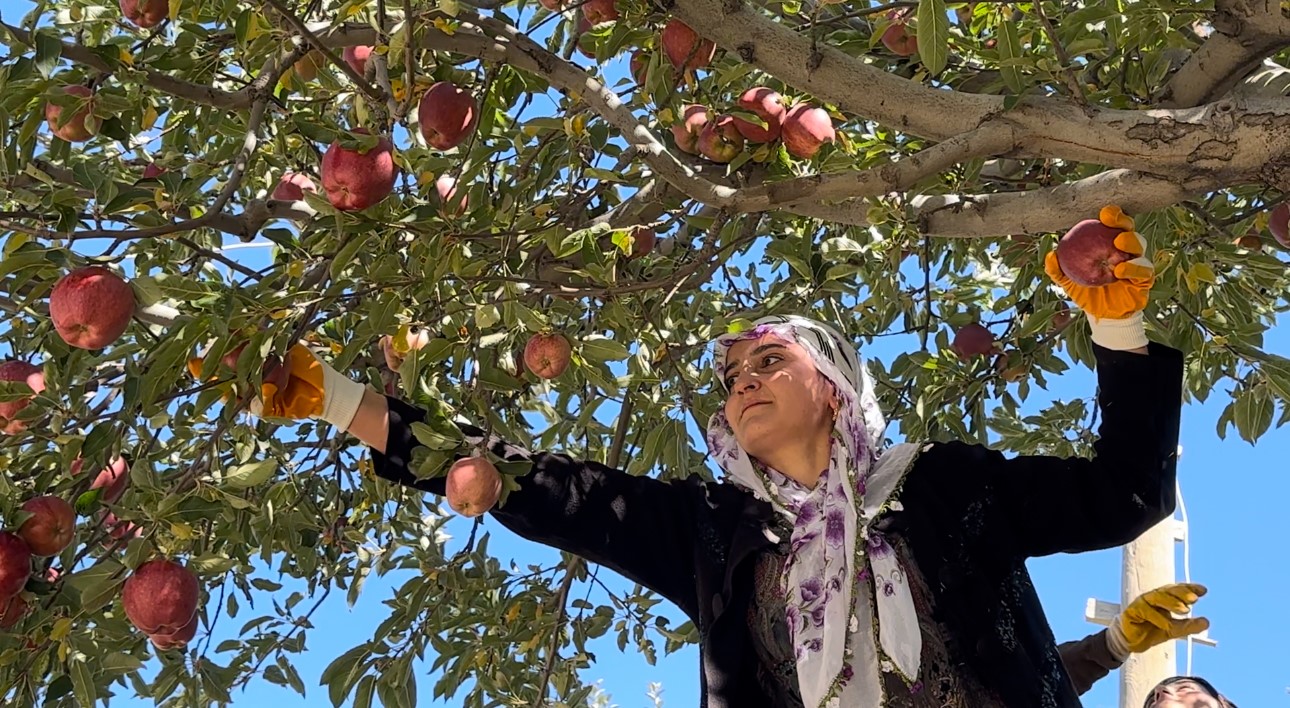 Tarım öğrencileri elma hasadı gerçekleştirdi
