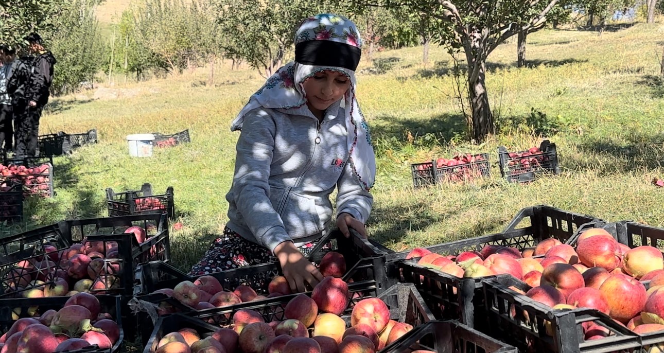 Tarım öğrencileri elma hasadı gerçekleştirdi
