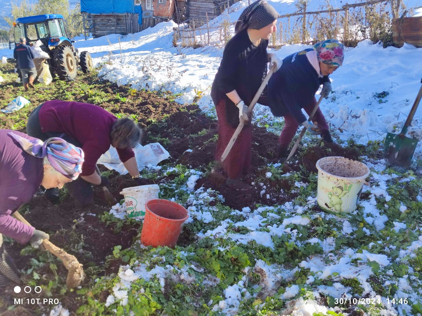 Artvin’e kış erken gelince patates hasası kar altında yapıldı
