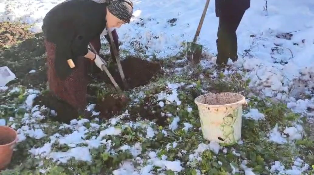 Artvin’e kış erken gelince patates hasası kar altında yapıldı
