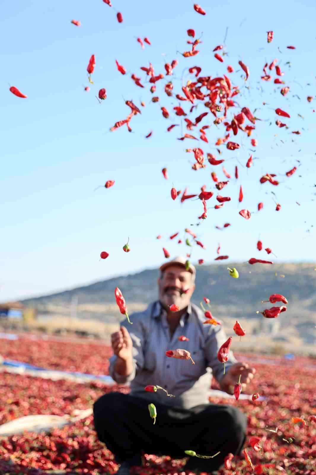 En acı hasat: Maraş biberinde üretim 50 bin ton
