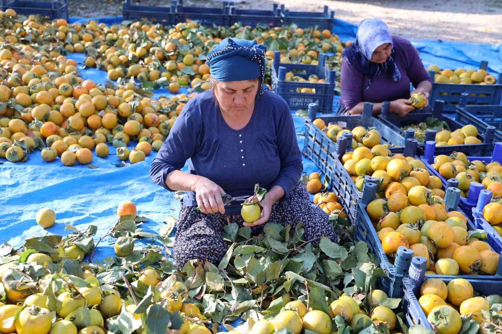 Yaş hurma 20, kurusu 200 lira
