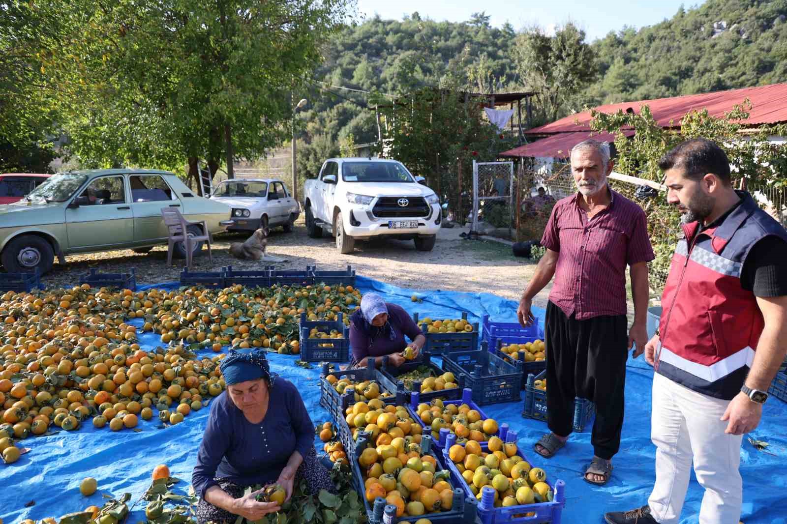 Yaş hurma 20, kurusu 200 lira
