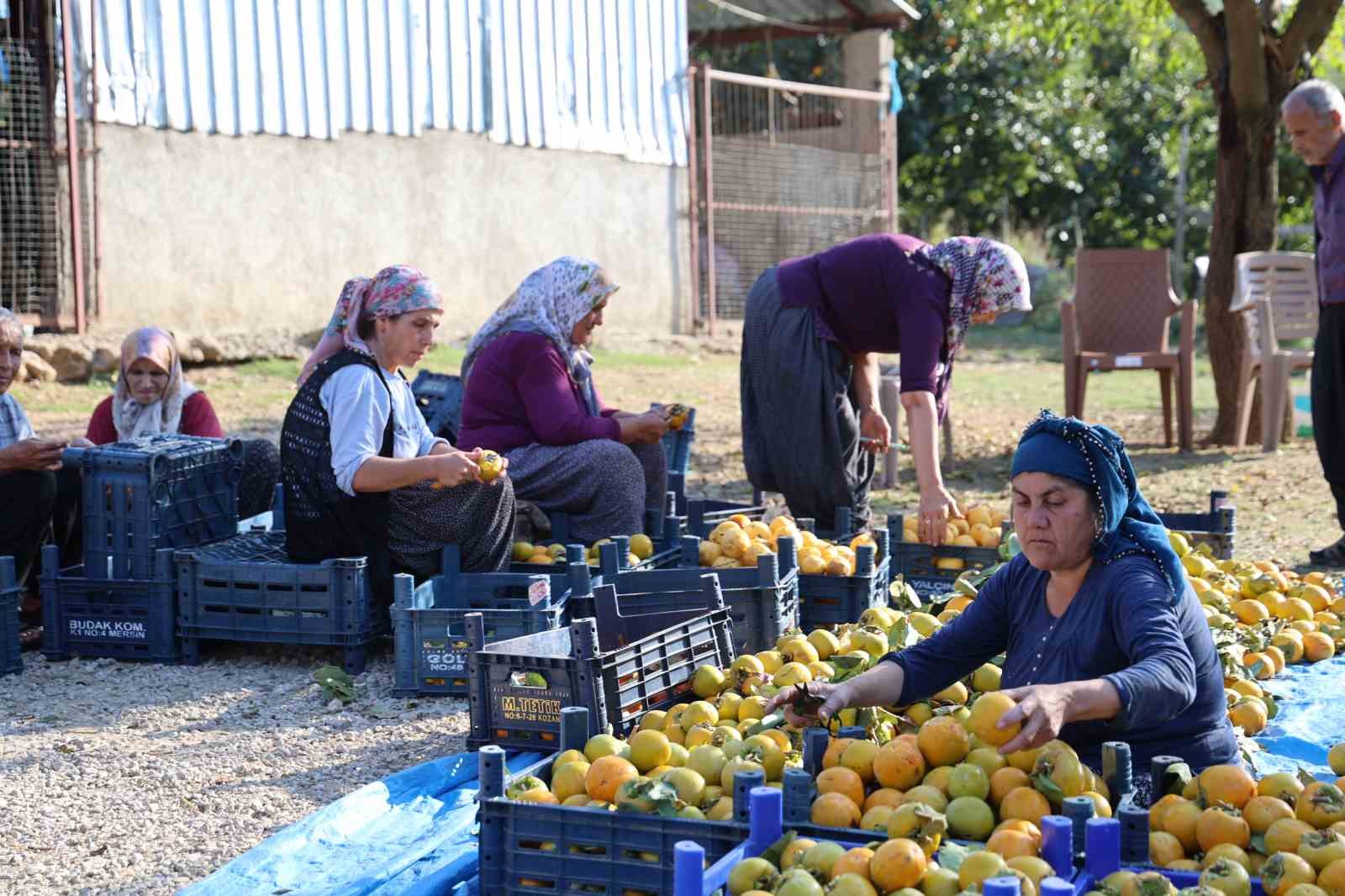 Yaş hurma 20, kurusu 200 lira
