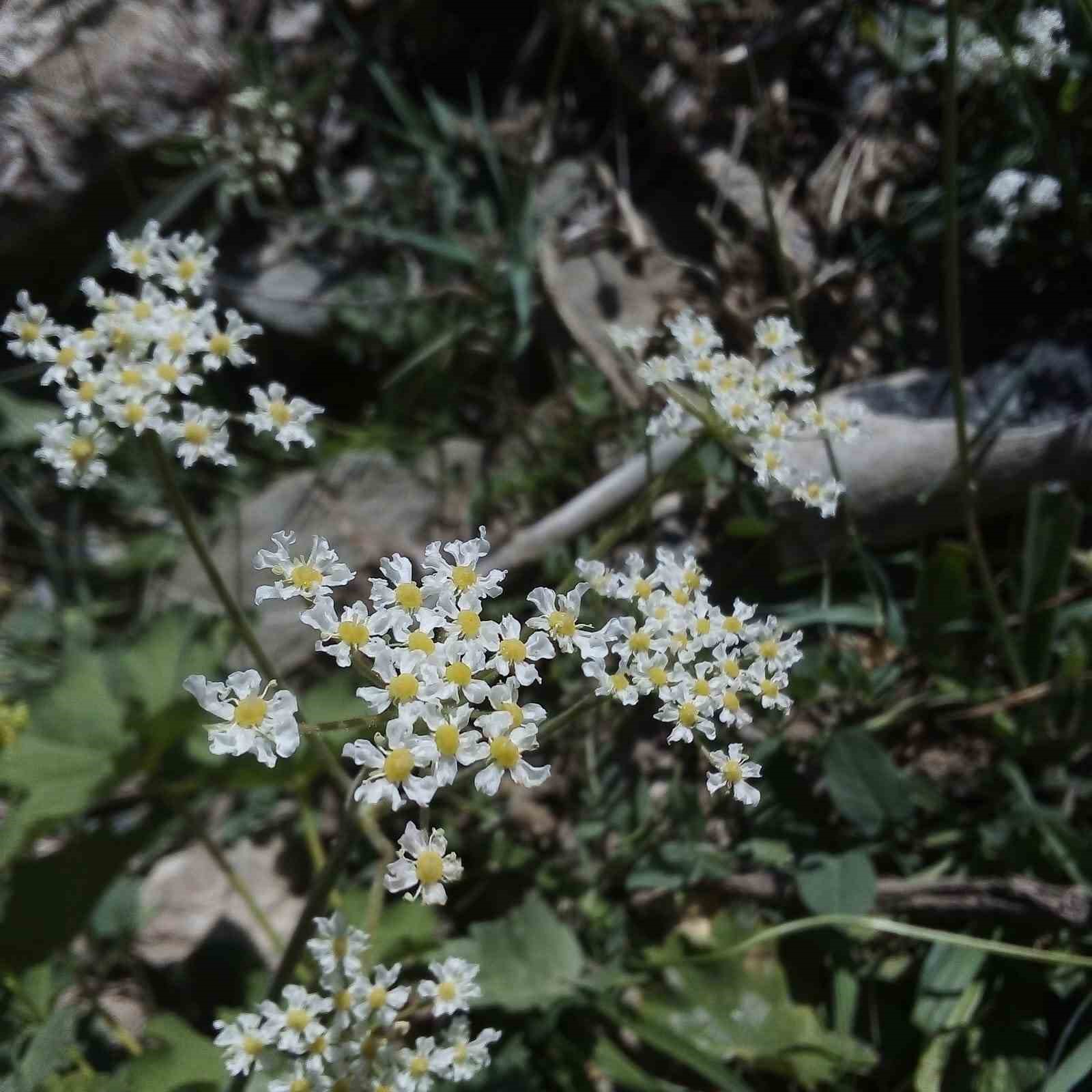 Dünyada sadece Tunceli’de yetişen bitki keşfedildi
