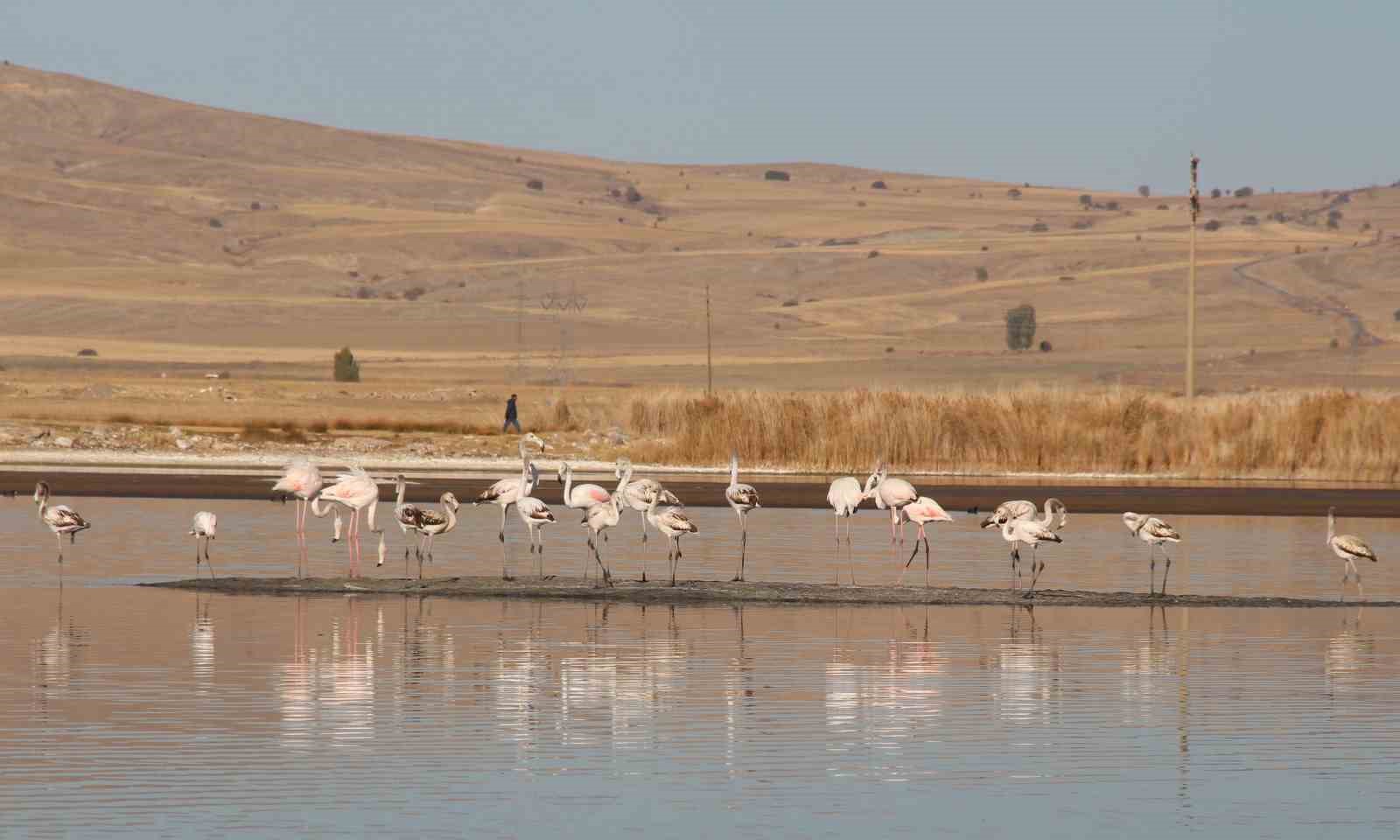 Ulaş Gölü’nde flamingo sürprizi, kuraklıkla boğuşan göl renklendi
