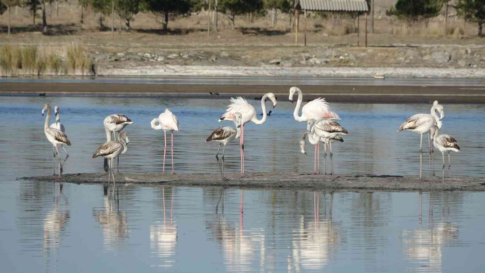 Ulaş Gölü’nde flamingo sürprizi, kuraklıkla boğuşan göl renklendi
