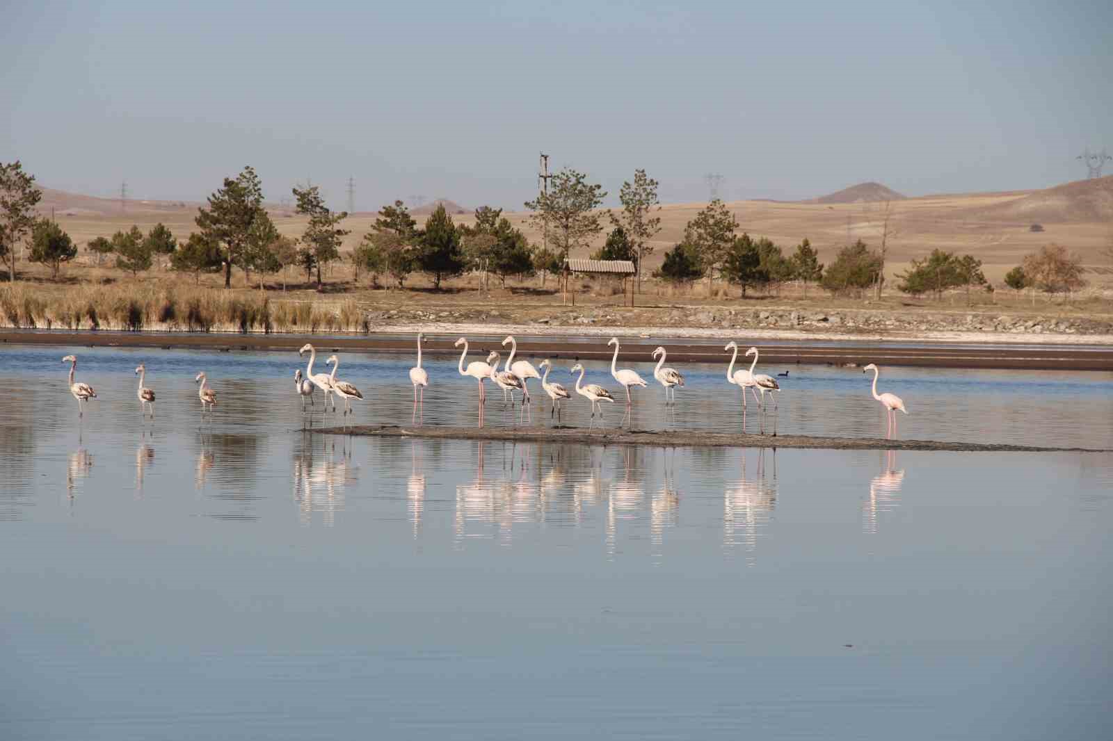 Ulaş Gölü’nde flamingo sürprizi, kuraklıkla boğuşan göl renklendi
