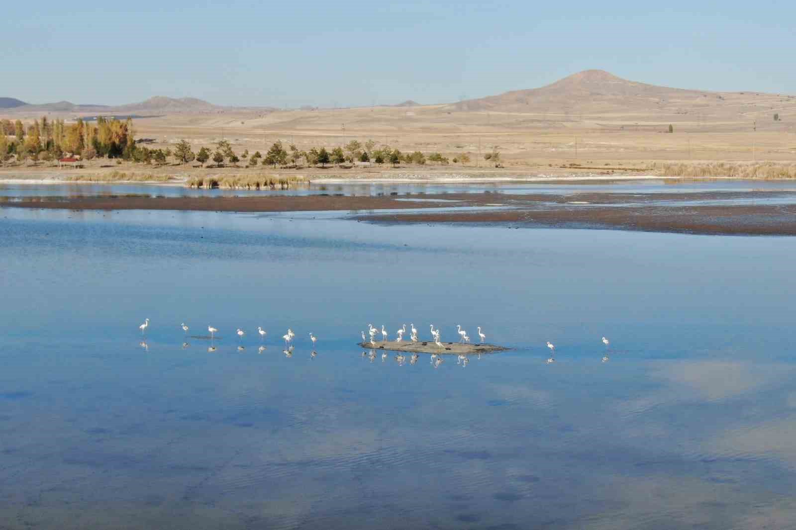 Ulaş Gölü’nde flamingo sürprizi, kuraklıkla boğuşan göl renklendi
