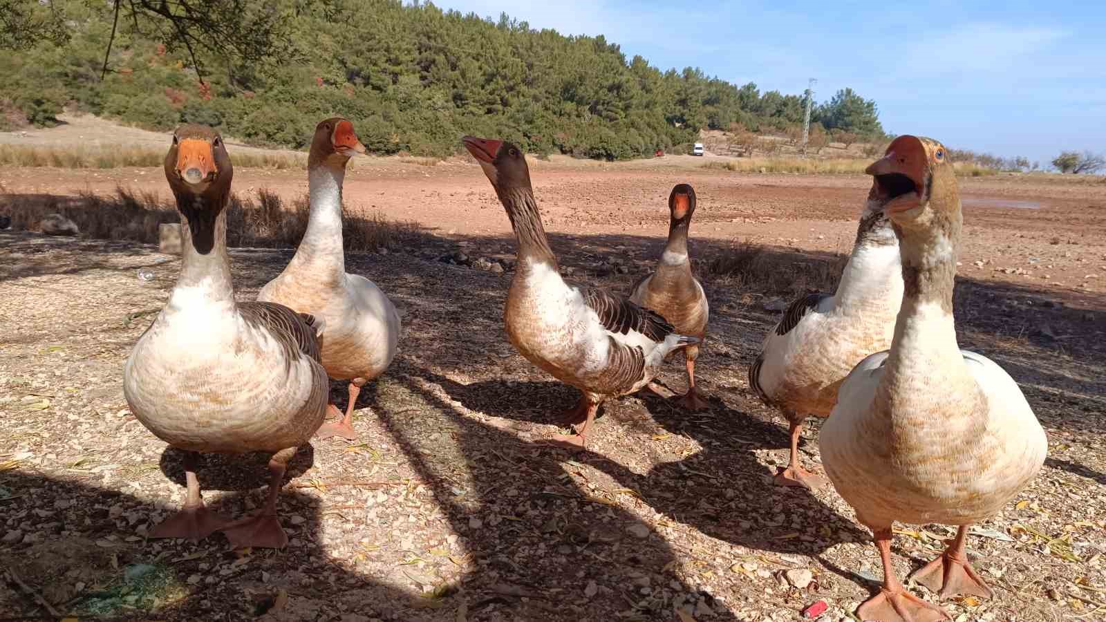 Taşıma suyla kuruyan göle takviye
