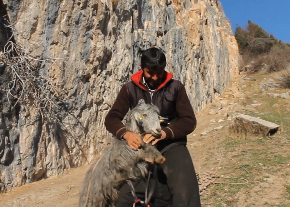 Kayalıklarda mahsur kalan 4 keçi kurtarıldı
