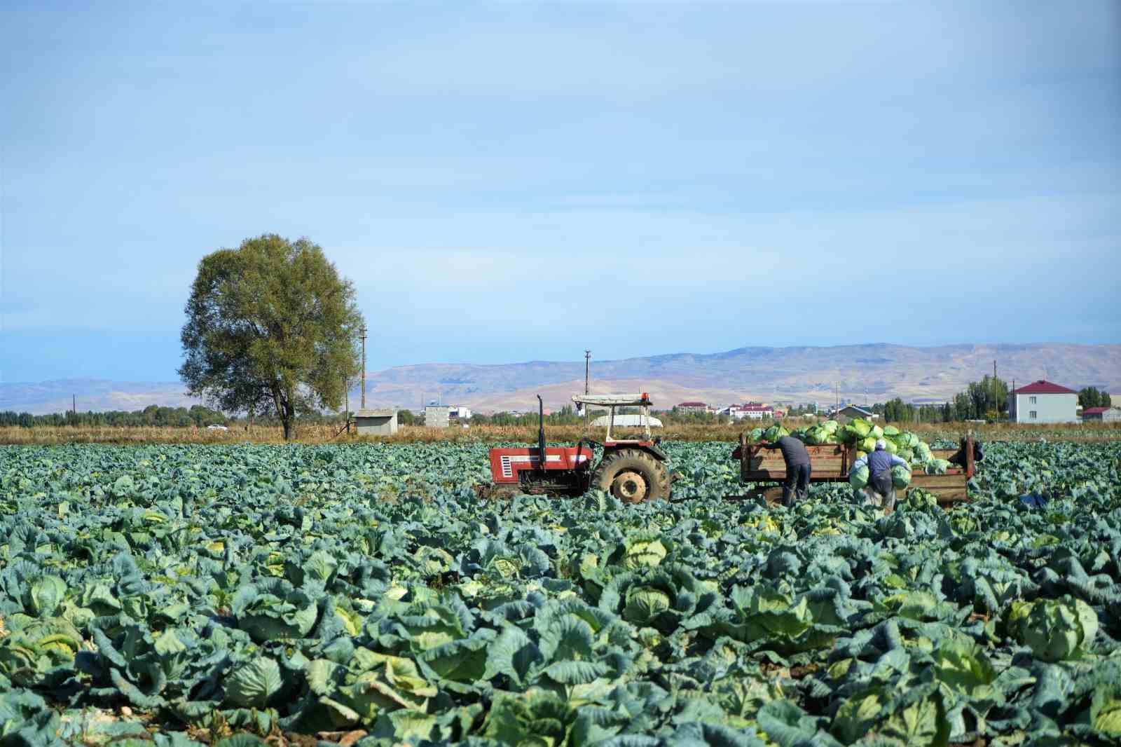 Muş’ta lahana üretiminden 120 milyon lira gelir bekleniyor
