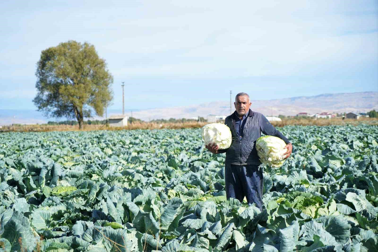 Muş’ta lahana üretiminden 120 milyon lira gelir bekleniyor
