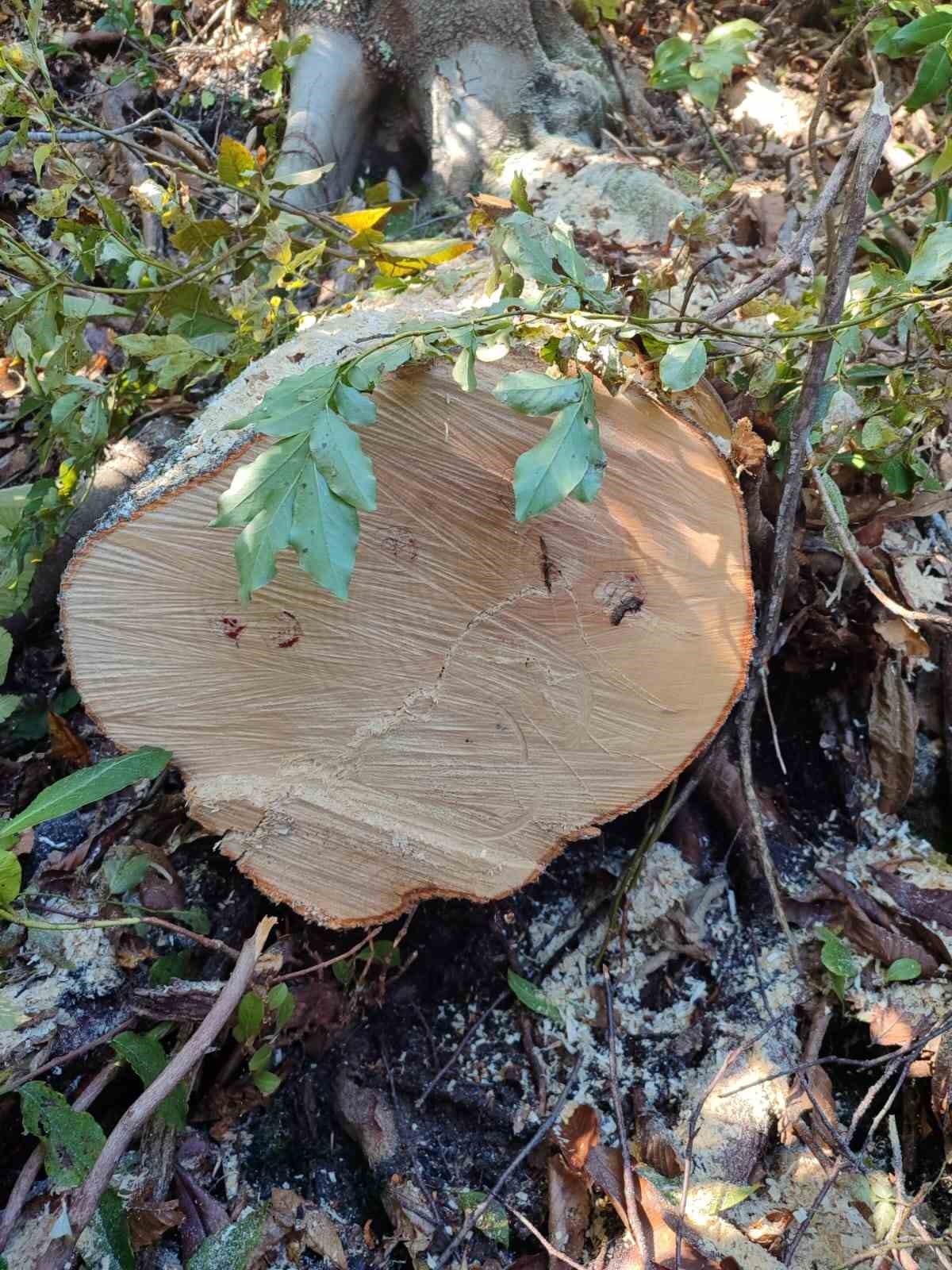 Artvin’de kooperatif başkanı eylemlerin yapıldığı alanda kaçak ağaç kesmekten gözaltına alındı
