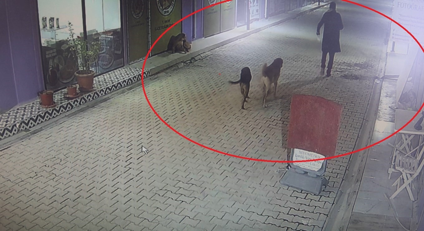 Kedileri köpeklere parçalatan madde bağımlısı şahıs gözaltına alındı
