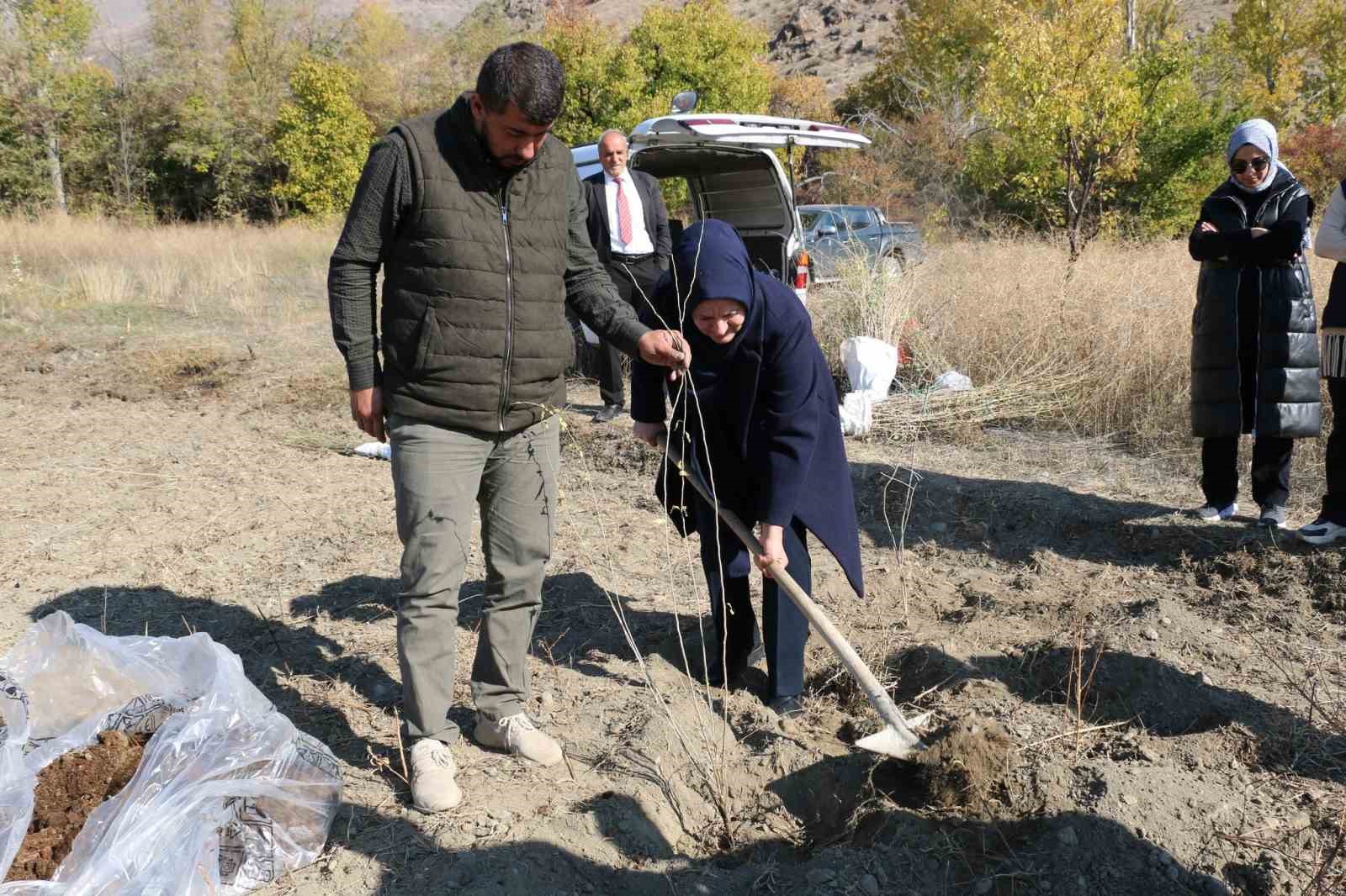 Erzincan’da goji berry yetiştiriciliği başladı
