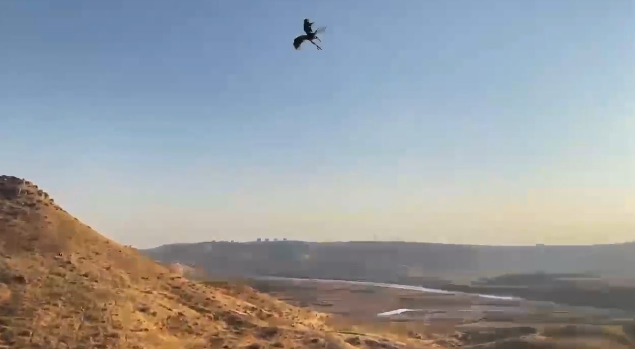 Şırnak’ta tedavisi tamamlanan atmaca doğaya salındı
