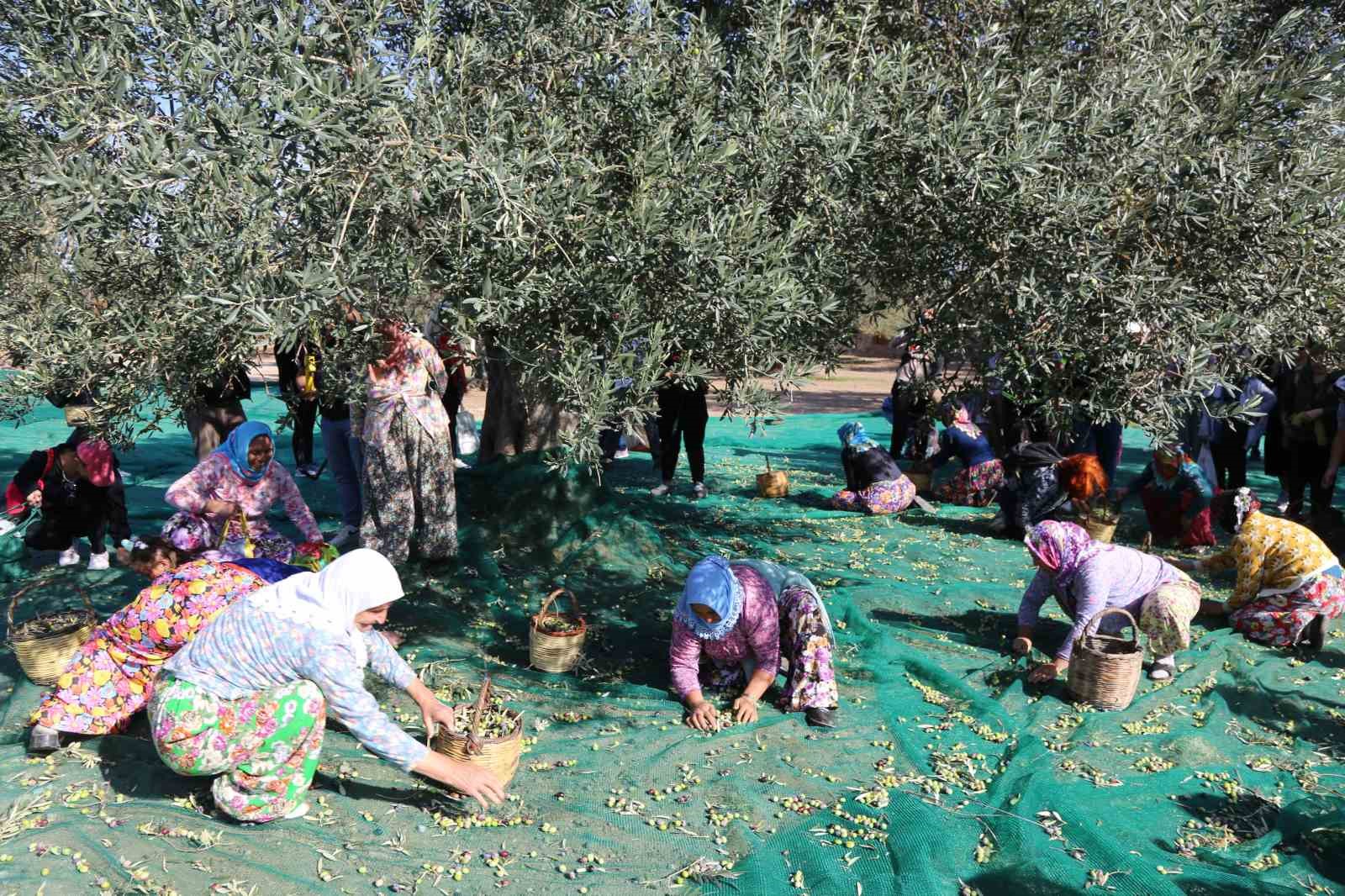 19. Ayvalık Uluslararası Zeytin Hasat Festivali’nde ilk hasat Barbun’un Çiftliği’nde gerçekleşti
