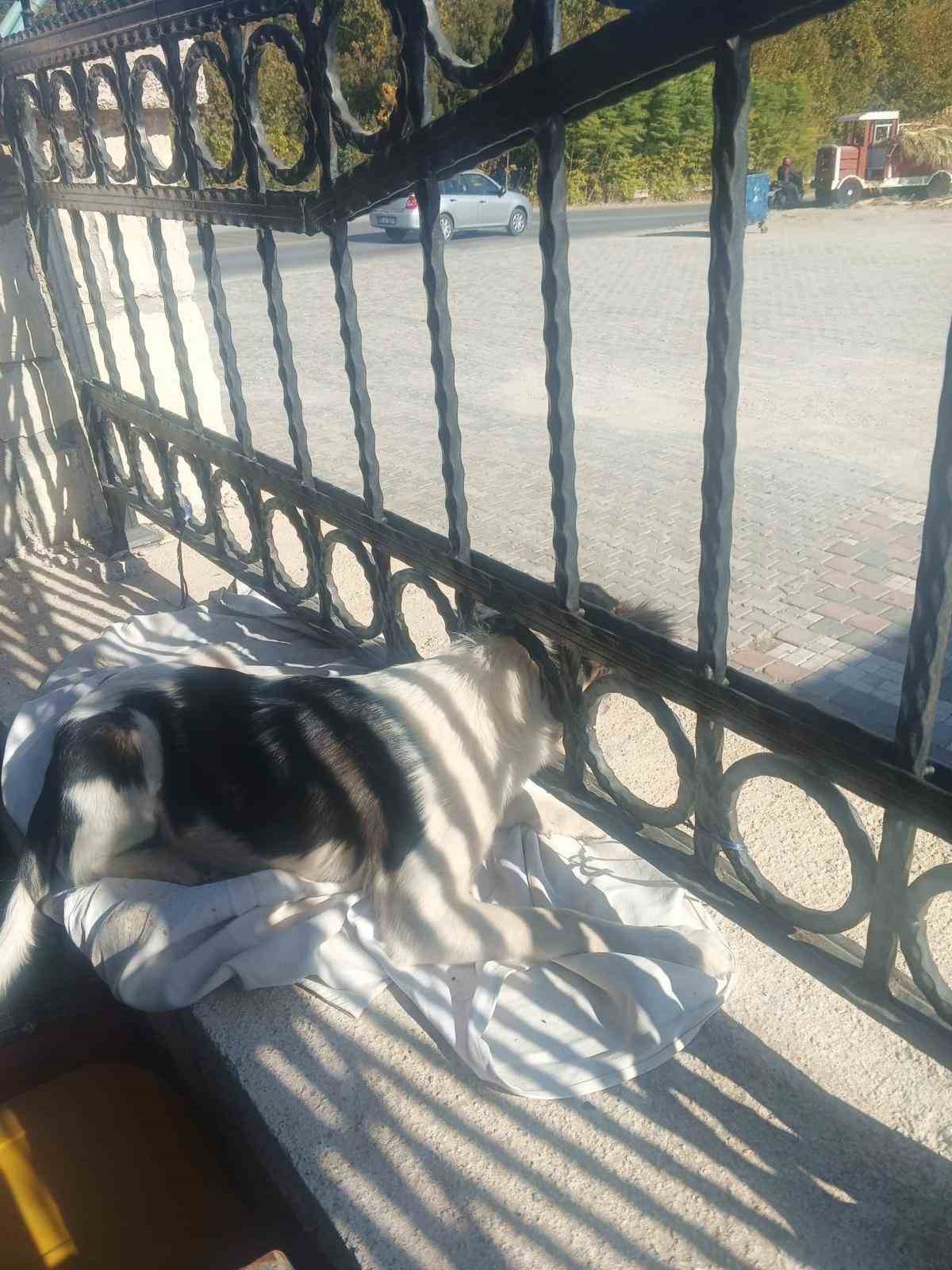 Kafası demir parmaklıklara sıkışan köpek itfaiye tarafından kurtarıldı
