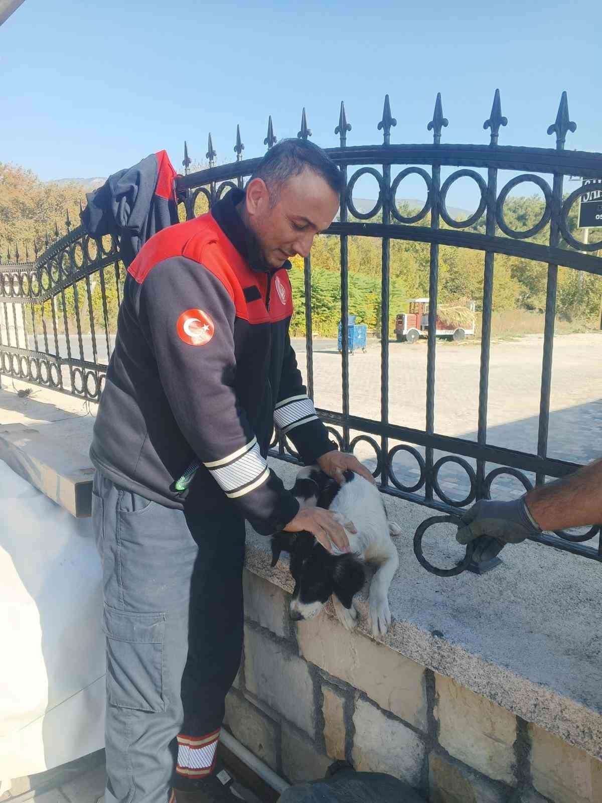 Kafası demir parmaklıklara sıkışan köpek itfaiye tarafından kurtarıldı
