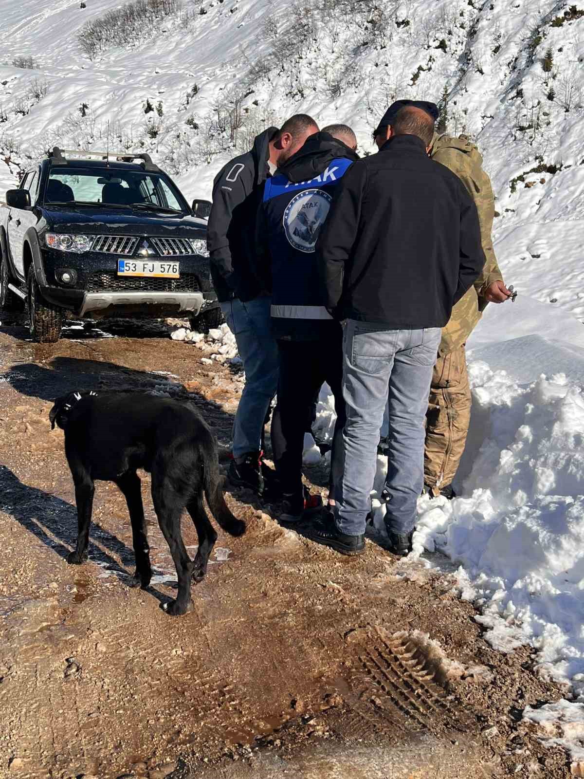 Ayı saldırdığı için ahırdan kaçan sürü 20 gündür Rize’nin karlı dağlarında aranıyor
