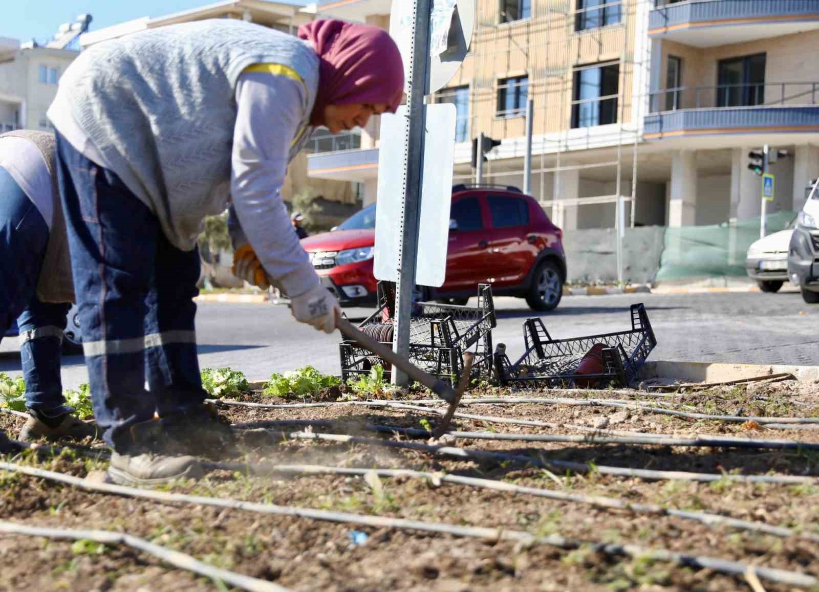 Didim’de kışlık çiçeklerin dikimine başlandı
