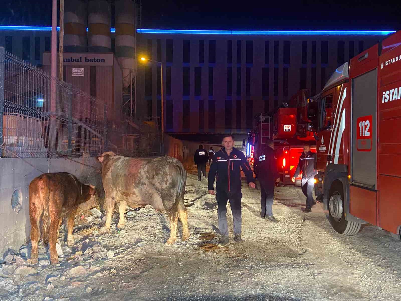 Esenyurt’ta kurbanlık hayvanların tutulduğu ahırda yangın: Büyükbaş hayvanlar telef oldu
