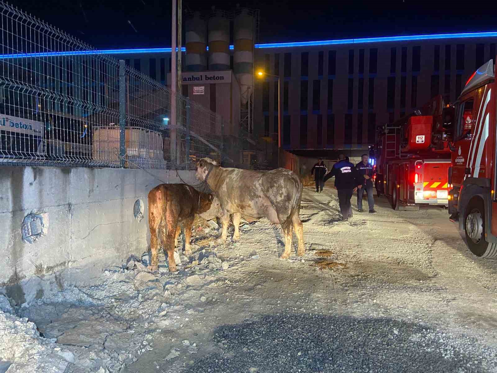 Esenyurt’ta kurbanlık hayvanların tutulduğu ahırda yangın: Büyükbaş hayvanlar telef oldu
