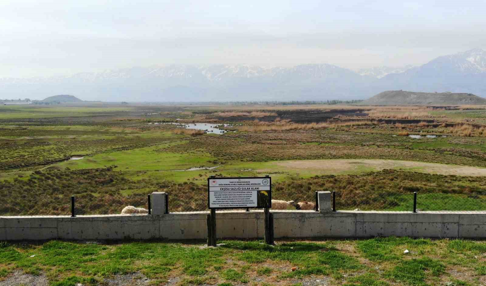 Ekşisu Sazlığı birçok kuş türüne ev sahipliği yapıyor
